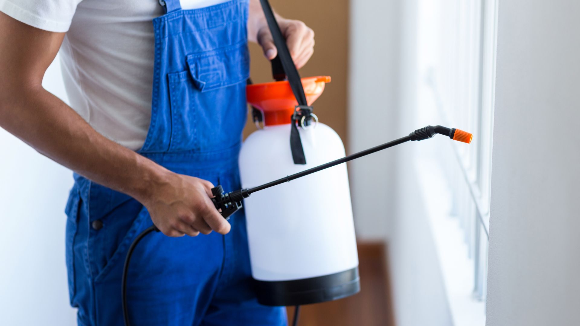 Importance Of SEO For Pest Control Companies